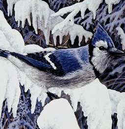 blue jay bird