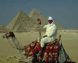 camel