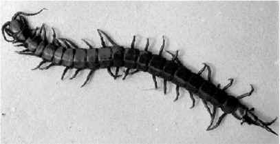 Centipede
