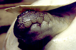 crocodile coming out of egg