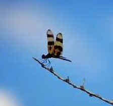 dragonfly