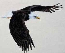 bald eagle