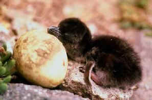 chick with egg