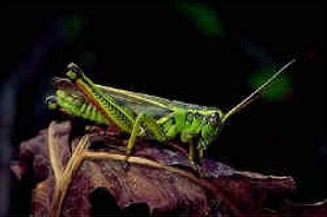 Grasshopper
