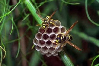 Bees
