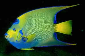 Beautiful FIsh