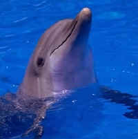 Dolphins are not fish!