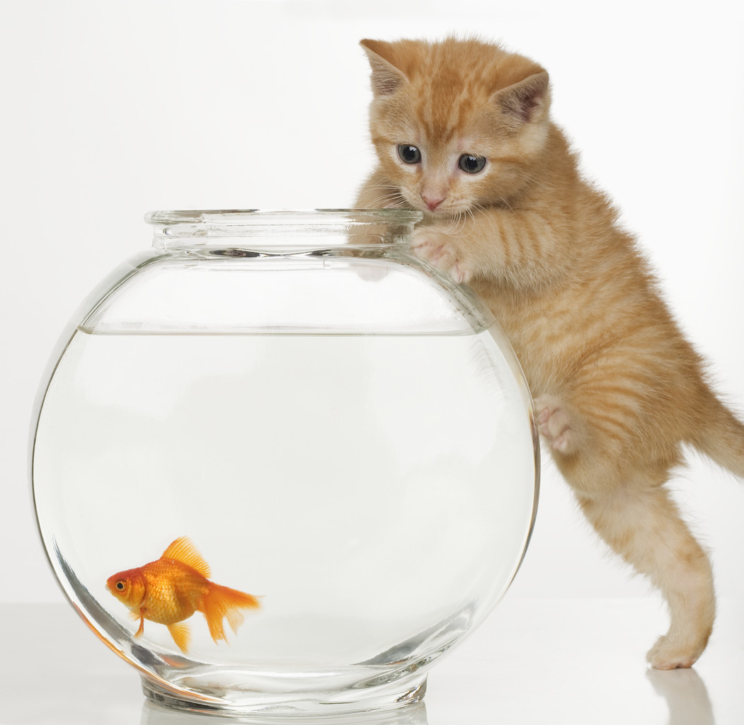 Introduction to Animal Classes - Mammals and Fish
