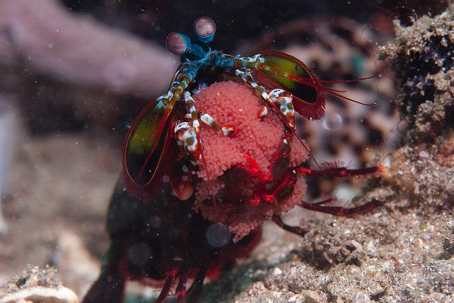 All About Mantis Shrimp