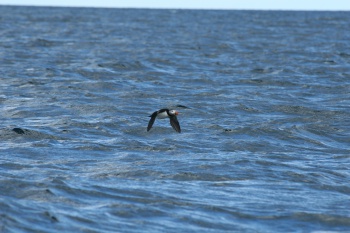 Atlantic Puffin