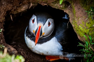 Puffin Burrow