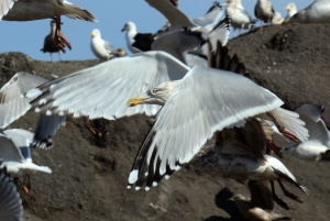 Herring Gull