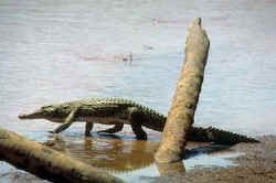 Crocodile