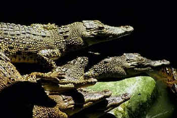 Reptiles are born on land.