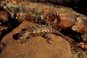 A lizard catches some sun.