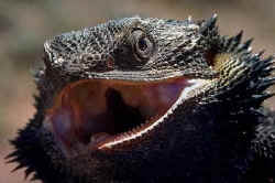 Lizard
