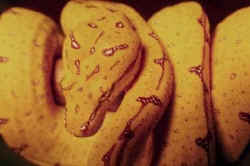 Snake
