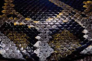 Snake Scales