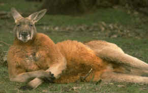kangaroo