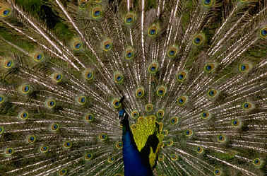 peacock