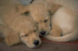 retriever puppies