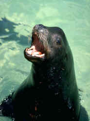 seal