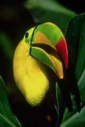 toucan bird