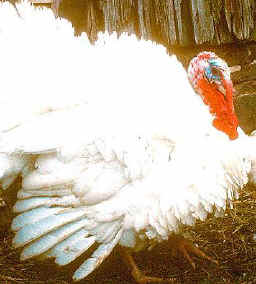 Domestic Turkey