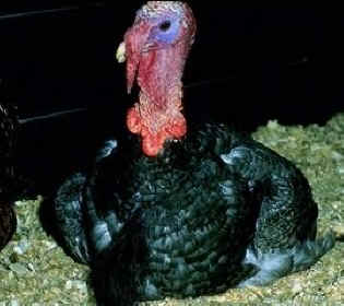 Wild Turkey