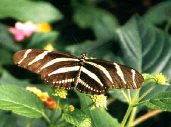Zebra Butterfly