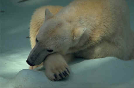 Polar Bears