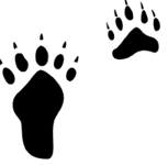 Polar Bear Tracks