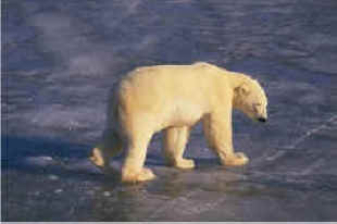 Polar Bear on the Ice