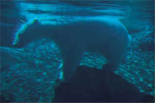 Polar Bear Swimming
