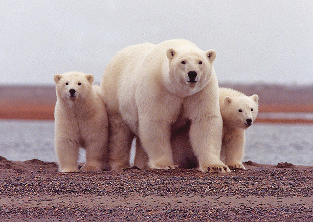 Polar Bears