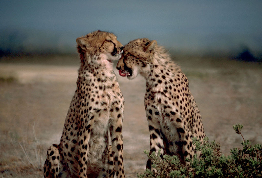 Two Cheetahs together