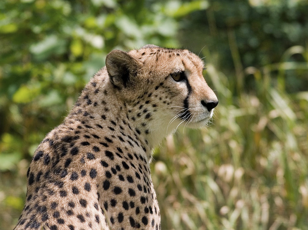 Cheetah stare