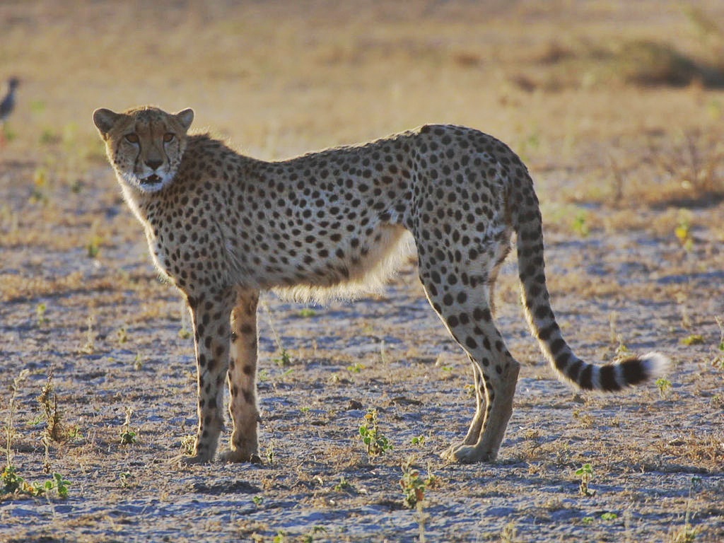 Cheetah Botswana