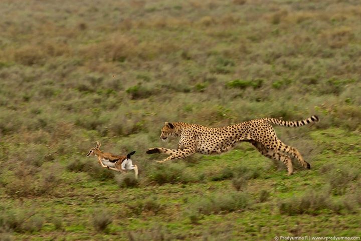 Cheetah hunting fawn