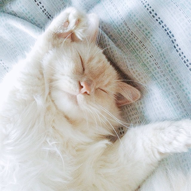 Cat sleep