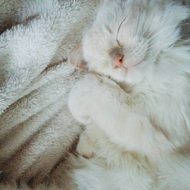 Cat sleeping soundly