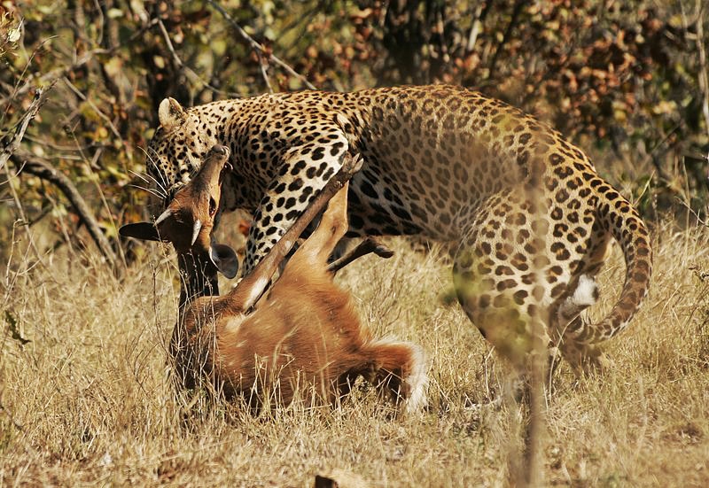 Leopard kill