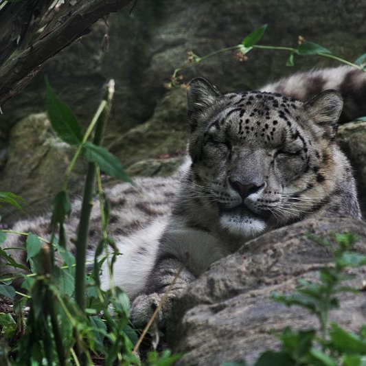 Snow leopard sleep