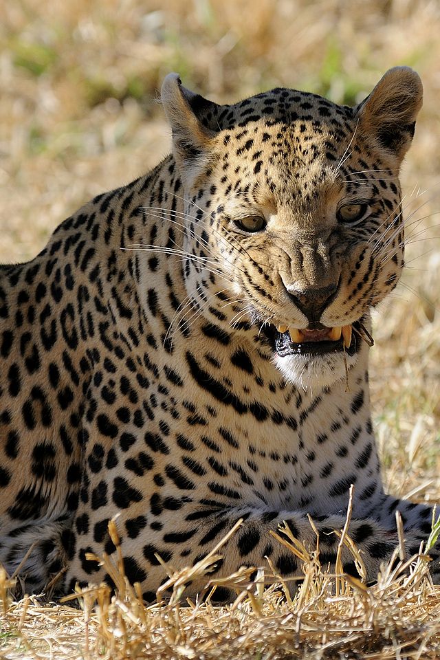 Leopard roar