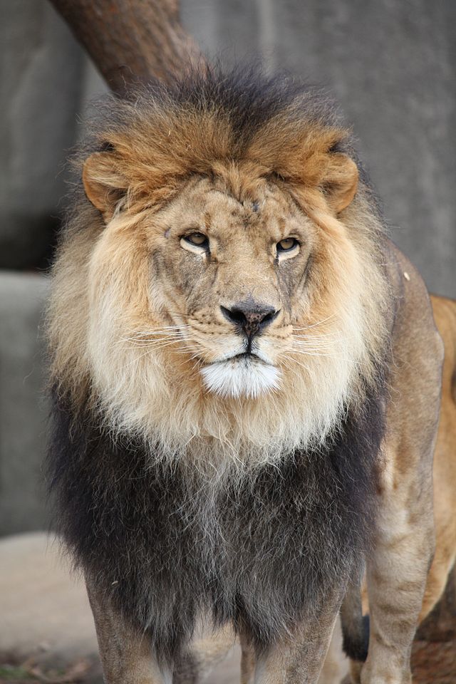 Lion at Zoo