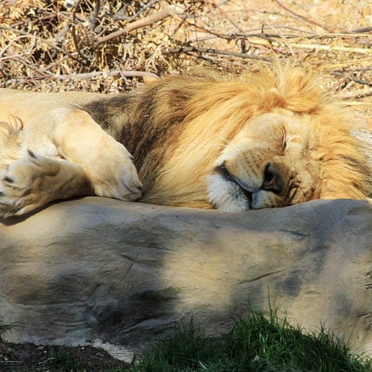 Lion sleep