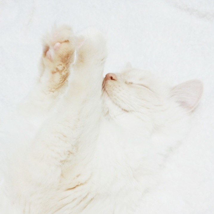 Kitten sleeping