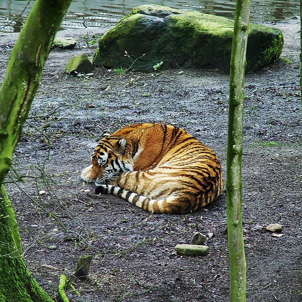 Tiger sleep