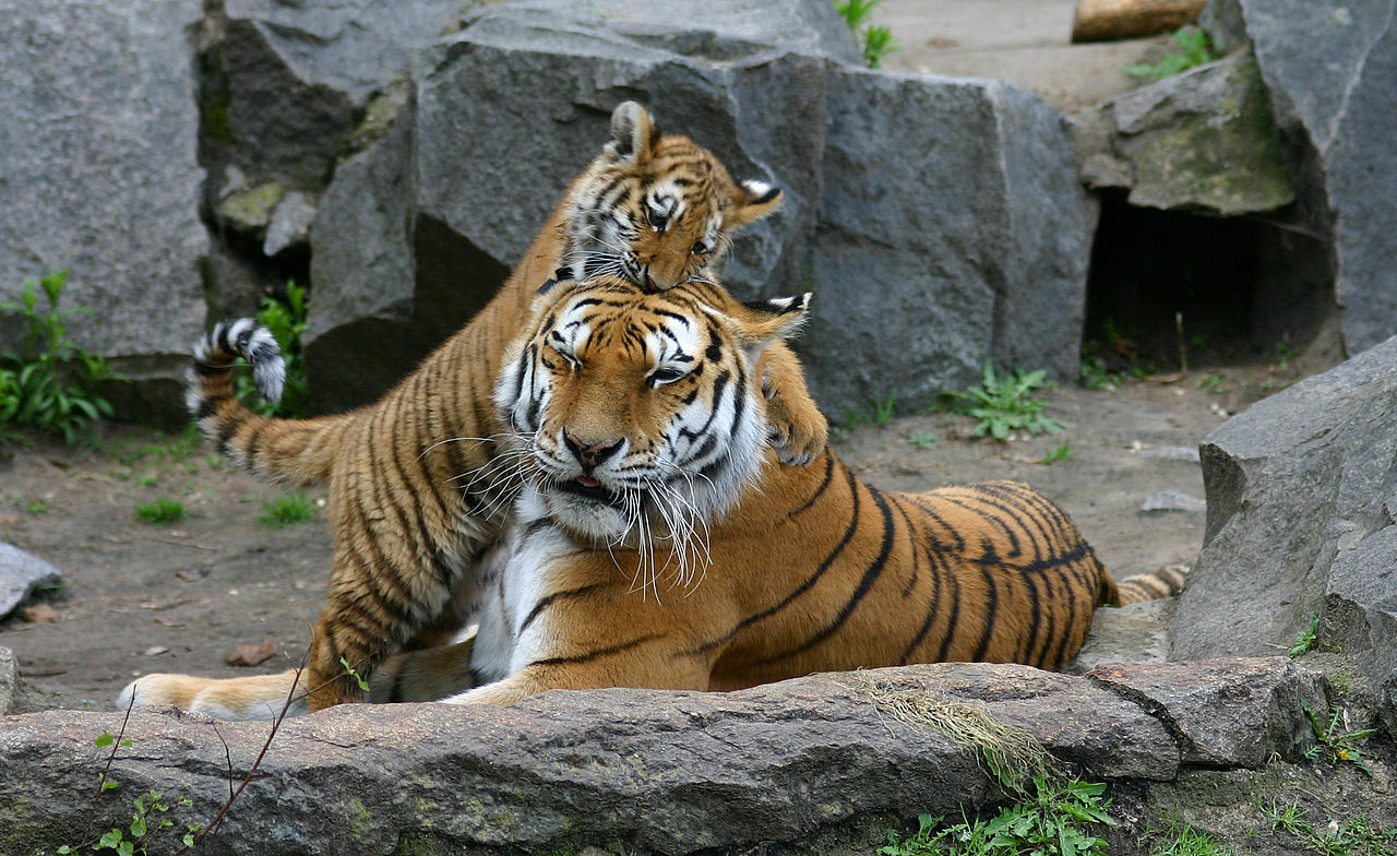 Tiger and cub