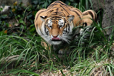 Tiger hunting